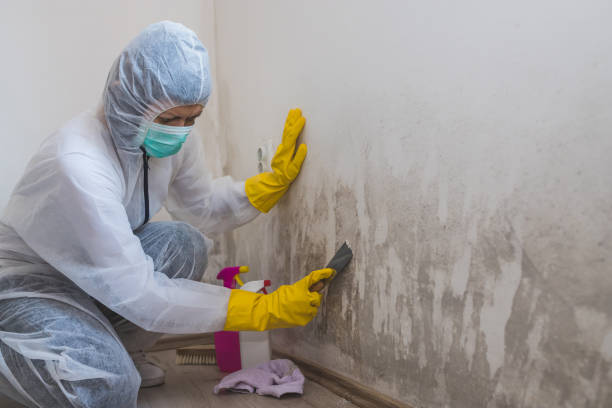 Best Basement Mold Remediation in Ome, GA