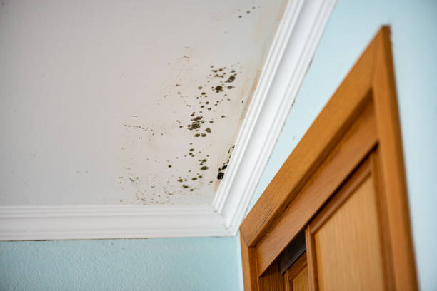 Best HVAC Mold Remediation in Ome, GA