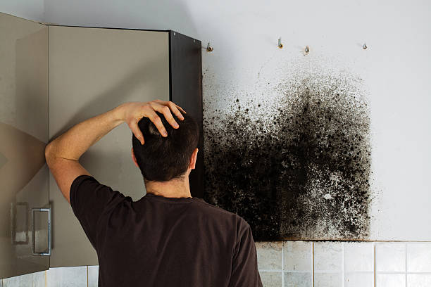 Best Black Mold Remediation in Ome, GA