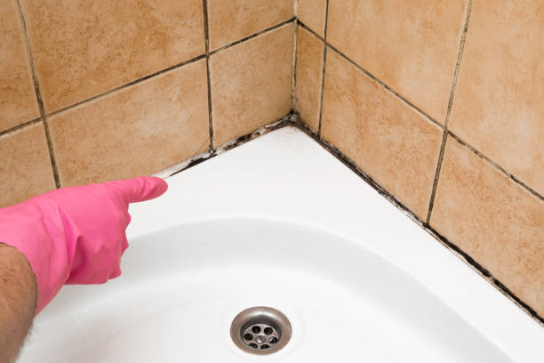 Best Preventive Mold Services in Ome, GA